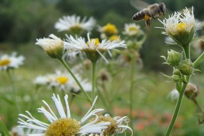 pszczoła miód wielokwiatowy